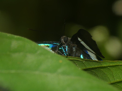 Ancyluris aristodorus