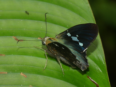 Astraptes janeira
