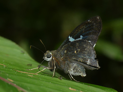 Astraptes janeira