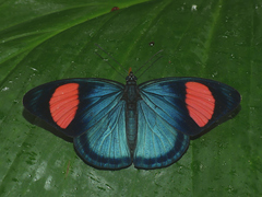 Batesia hypochlora