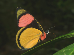 Batesia hypochlora