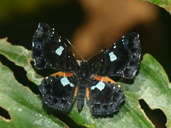 Calydna sturnula