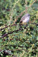 Mimus polyglottos