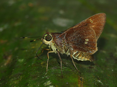 Decinea decinea