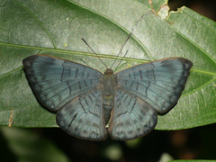 Emesis condigna