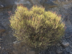 Hypericum empetrifolium
