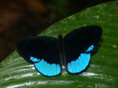 Eunica sophonisba