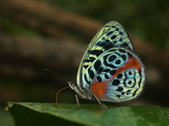 Eunica sophonisba
