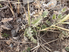 Dracocephalum pinnatum