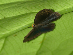 Eunogyra satyrus