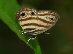 Euptychia picea
