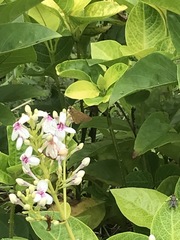 Polytremis lubricans