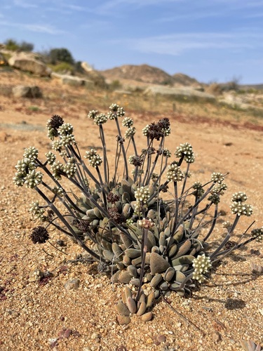 Image of Crassula namaquensis by (c) Matt Berger, some rights reserved (CC BY)