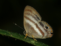 Euselasia melaphaea