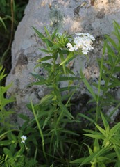 Achillea biserrata