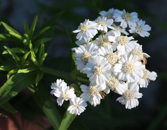Achillea biserrata