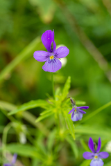 Viola disjuncta