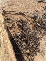 Pachydactylus weberi