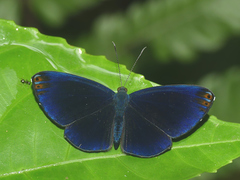 Metacharis regalis