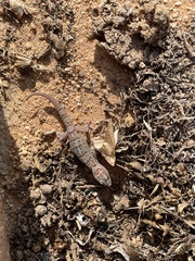 Pachydactylus weberi