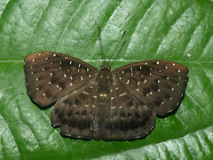 Napaea mellosa
