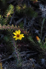 Osteospermum subulatum