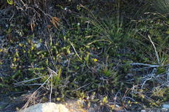 Osteospermum subulatum