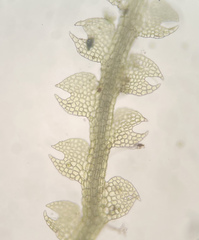 Fuscocephaloziopsis lunulifolia