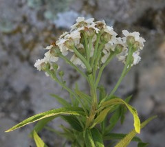 Achillea biserrata