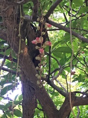 Barringtonia racemosa