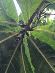 Barringtonia racemosa