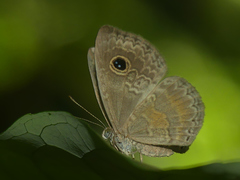 Perophthalma tullius