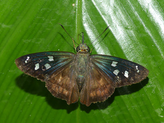 Polygonus savigny