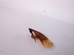 Pterygota