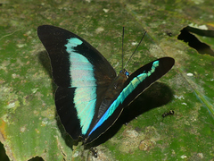 Mesoprepona pheridamas