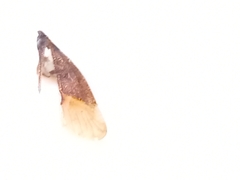 Pterygota