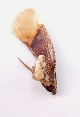 Pterygota