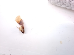 Pterygota