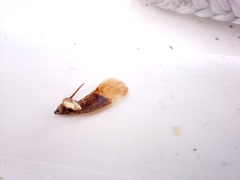 Pterygota
