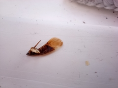 Pterygota