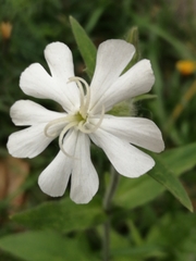 Silene latifolia alba