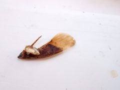 Pterygota