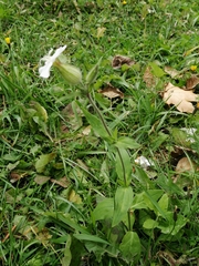 Silene latifolia alba
