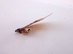 Pterygota
