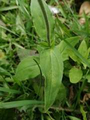 Silene latifolia alba