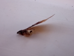 Pterygota