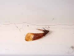 Pterygota