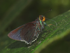 Thracides nida