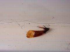 Pterygota