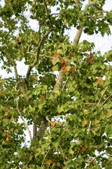 Triadica sebifera